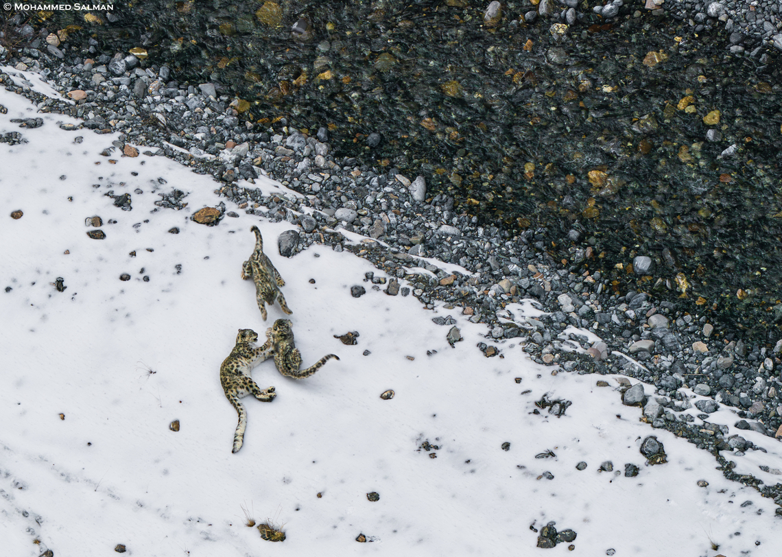 Play in the snow || Kibber || March 2023<br />
One morning in Kibber wildlife santuary we spotted a snow leopard asleep in the valley below. We waited till late evening before she decided to move. To our surprise she was joined by two of her cubs. She played and rolled in the snow along with the cubs as we observed them.<br />
 Panthera uncia,Snow leopard