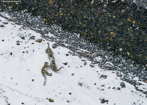 Play in the snow || Kibber || March 2023
One morning in Kibber wildlife santuary we spotted a snow leopard asleep in the valley below. We waited till late evening before she decided to move. To our surprise she was joined by two of her cubs. She played and rolled in the snow along with the cubs as we observed them.
 Panthera uncia,Snow leopard
