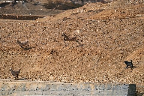 A doggy problem || Kibber || March 2023
Feral dogs are domesticated dogs that have escaped to the wild and have reverted from being domestic, they hunt or scavenge in packs, breed extensively and become difficult to manage. India does not have effective systems in place for animal healthcare and birth control. This lack of proper animal control measures has led to the unchecked massive population explosion. Feral dogs are known to become predators and kill wild animals, disturb the ecosystem, transmit diseases to wildlife, compete with them for prey, and also interbreed with closely related species. I observed this behaviour of feral dogs chasing and trying to hunt Blue sheep, that are not their natural prey when I visited Kibber wildlife sanctuary.
 Bharal (blue sheep),Pseudois nayaur