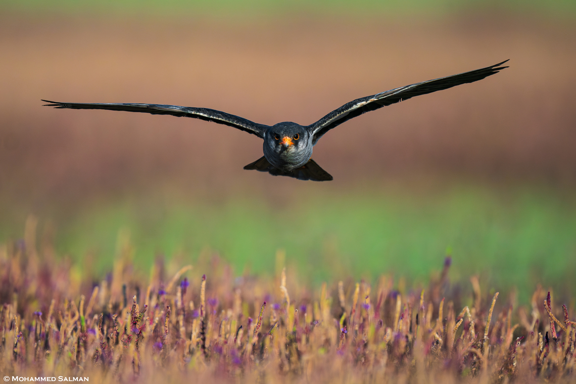 Flying head-on || Bhushi Dam, Pune district || Dec 2022<br />
Every winter, thousands of Amur falcons depart from their breeding grounds in Russia to spend the next few months in Southern Africa. Enroute, they take a pit stop across India&#039;s Western and Southern coasts to refuel for the long flight onwards. And this time it was the turn of Bushi dam, in Lonavala. Getting good closeup of this bird was not easy. I had observed that the Amur falcons feed on the insects amongst the dry grass, I had to crawl in the grass in order to get close enough and after multiple tries from morning, eventually in the evening I was able to take this photo, the falcon flew right at me, head-on as I was lying in wait to get this frame.<br />
 Amur falcon,Falco amurensis