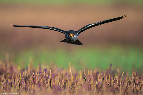Flying head-on || Bhushi Dam, Pune district || Dec 2022
Every winter, thousands of Amur falcons depart from their breeding grounds in Russia to spend the next few months in Southern Africa. Enroute, they take a pit stop across India's Western and Southern coasts to refuel for the long flight onwards. And this time it was the turn of Bushi dam, in Lonavala. Getting good closeup of this bird was not easy. I had observed that the Amur falcons feed on the insects amongst the dry grass, I had to crawl in the grass in order to get close enough and after multiple tries from morning, eventually in the evening I was able to take this photo, the falcon flew right at me, head-on as I was lying in wait to get this frame.
 Amur falcon,Falco amurensis