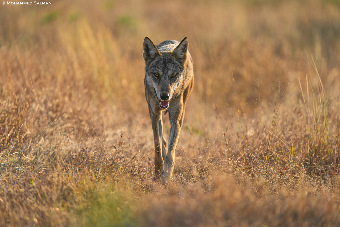 Indian Wolf, Head-On || Bhigwan grasslands, Pune district || Dec 2022<br />
 Canis lupus pallipes,Indian wolf
