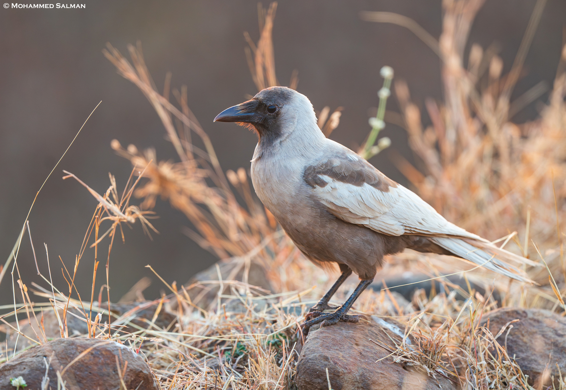 Leucistic crow || Bhigwan grasslands, Pune district || Dec 2022<br />
Leucism is a complete lack of melanin in all or part of the plumage, but not necessarily the soft tissues. Leusistic birds can have one or multiple white feathers, as is the case with this crow, or be completely white but with regularly coloured eyes. Their feet and bills may or may not appear pink like that of an albino bird&rsquo;s.<br />
 Common Crow,Corvus splendens,Euploea core,House Crow