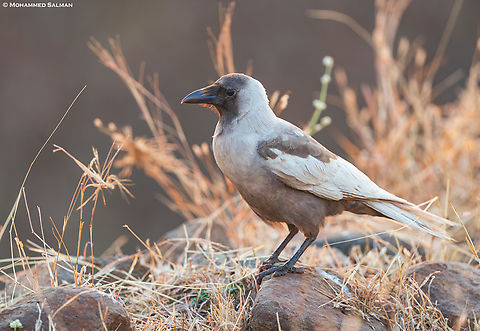 Leucistic crow || Bhigwan grasslands, Pune district || Dec 2022
Leucism is a complete lack of melanin in all or part of the plumage, but not necessarily the soft tissues. Leusistic birds can have one or multiple white feathers, as is the case with this crow, or be completely white but with regularly coloured eyes. Their feet and bills may or may not appear pink like that of an albino bird’s.
 Common Crow,Corvus splendens,Euploea core,House Crow