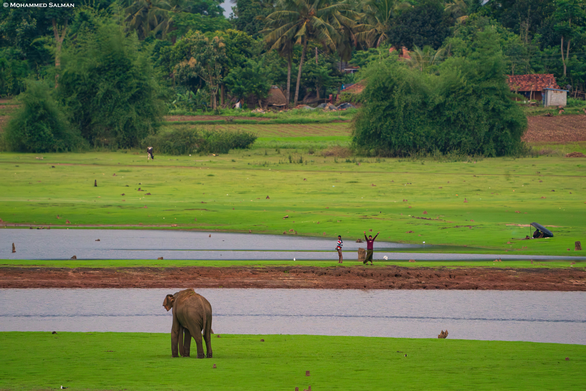 Elephant Tease || Kabini || Jan 2022<br />
The Kabini backwaters, a part of the larger Nagarhole tiger reserve is known to host the largest congregation of the asiatic elephants. The backwaters are also a source of fish for the villages near by. In this picture one can see a fisherman trying to get the elephants attention.<br />
 Elephas maximus indicus,Indian Elephant
