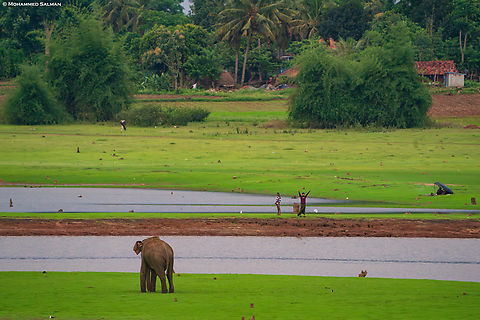 Elephant Tease || Kabini || Jan 2022
The Kabini backwaters, a part of the larger Nagarhole tiger reserve is known to host the largest congregation of the asiatic elephants. The backwaters are also a source of fish for the villages near by. In this picture one can see a fisherman trying to get the elephants attention.
 Elephas maximus indicus,Indian Elephant