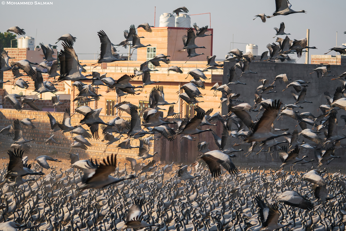 Open-air cafeteria for the Demoiselle Cranes || Khichan || Jan 2023<br />
During the winters the tiny village of Khichan in Jodhpur district of Rajasthan is visited by Demoiselle cranes that escape the harsh winters of Russia, Mongolia and Europe and migrate almost 5000Km to countries like India, that have much pleasant winters. With their arrival the village is converted into a crane country with their honking. Every year, during their stay between September and March, the residents&rsquo; cooperative gathers grain or lends money to stock grain at a designated warehouse. A large enclosure locally created, known as Pakshi Chugga Ghar, is the open-air cafeteria for the cranes.<br />
 Anthropoides virgo,Demoiselle Crane