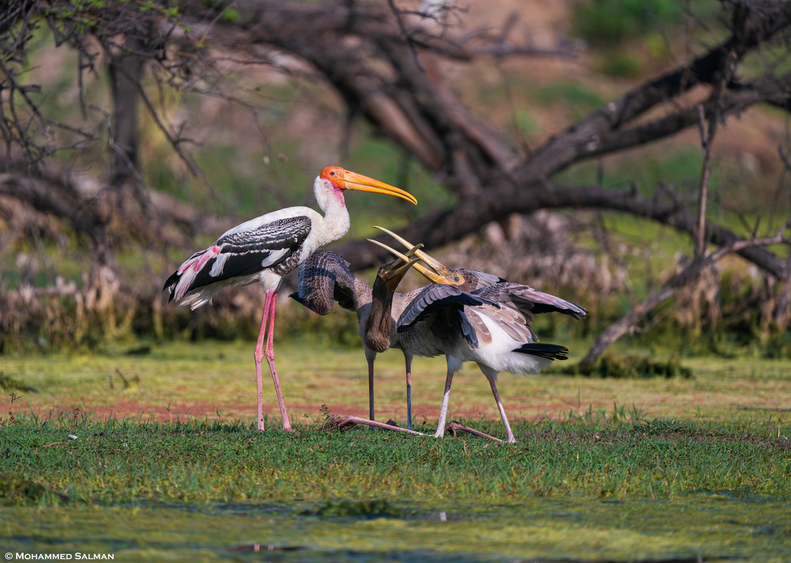 Painted stork feeding its young || Bharatpur || Feb 2023<br />
With their bright and contrasting colours and large breeding colonies, Painted Storks are arguably the most popular birds in sanctuaries. After a month of incubation, young ones hatch and are on the nest for the next couple of months, when the juveniles leave the nest, their plumage is dull brown in colour. It takes 2-3 years for them to attain the bright colours. Young Painted Storks make a harsh grating sound and kneel down with their beaks open while pleading for food from their parents, like in this photo.<br />
 Mycteria leucocephala,Painted Stork