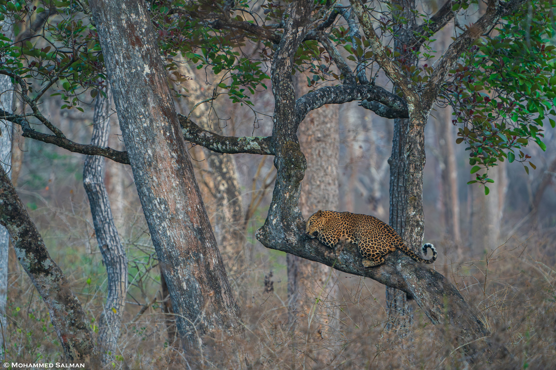 A leopard relaxes on a tree || Bandipur || March 2024<br />
 Leopard,Panthera pardus