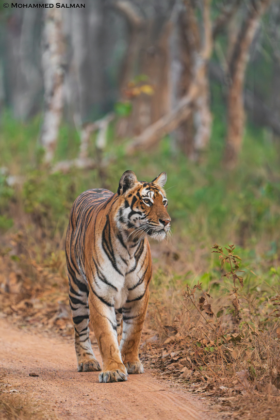 Tiger || Bandipur || Feb 2021<br />
 Bengal tiger,Panthera tigris tigris