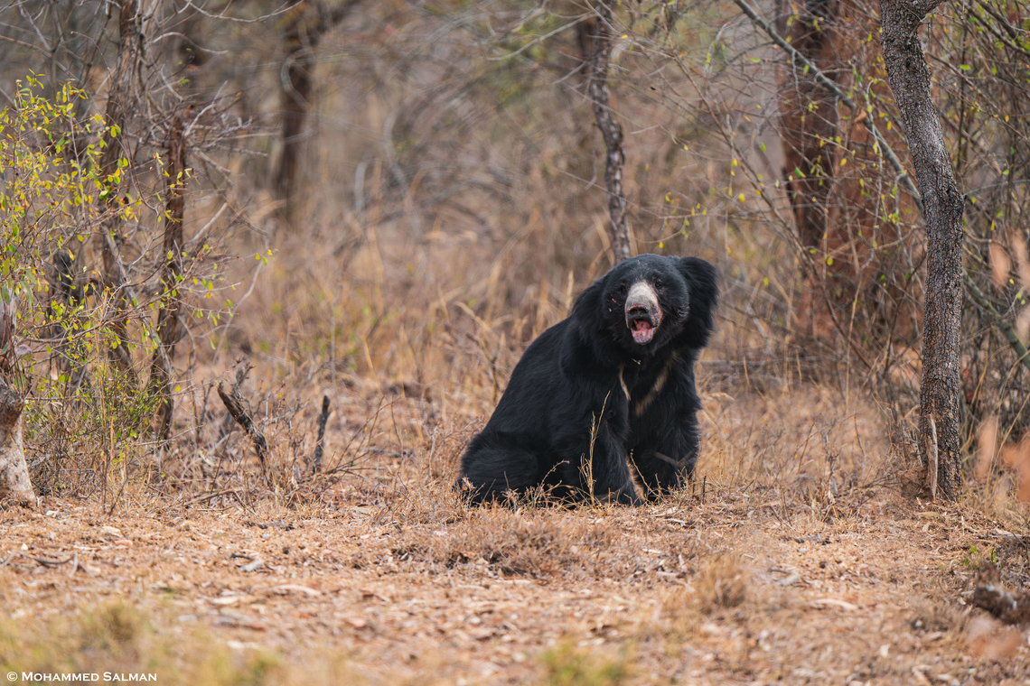 Sloth bear || Bandipur || March 2024<br />
 Melursus ursinus,Sloth bear