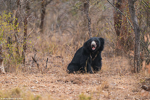 Sloth bear || Bandipur || March 2024
 Melursus ursinus,Sloth bear