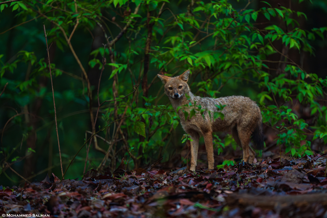 Jackal || Dandeli || May 2024<br />
 Canis aureus indicus,Indian jackal