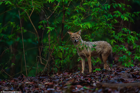 Jackal || Dandeli || May 2024
 Canis aureus indicus,Indian jackal