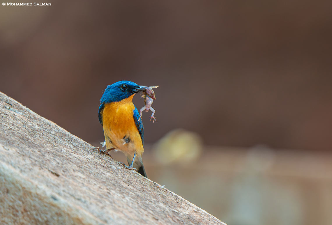 Tickell's blue flycatcher with a gekko kill || Dandeli || May 2024<br />
 Cyornis tickelliae,Tickells blue-flycatcher