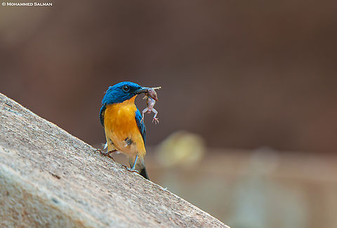 Tickell's blue flycatcher with a gekko kill || Dandeli || May 2024
 Cyornis tickelliae,Tickells blue-flycatcher