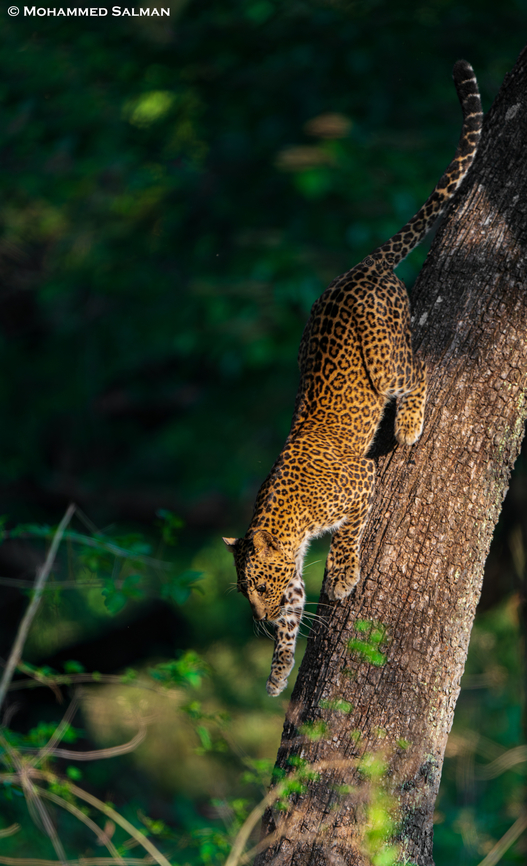 A leopard gets down from a tree || Nagarhole || April 2024<br />
 Indian leopard,Panthera pardus fusca