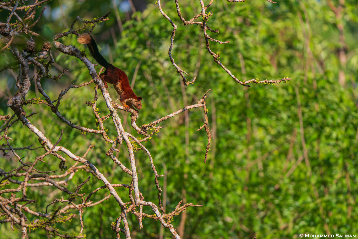 Habitat of the Malabar giant squirrel || Nagarhole || April 2024<br />
 Indian Giant Squirrel,Ratufa indica