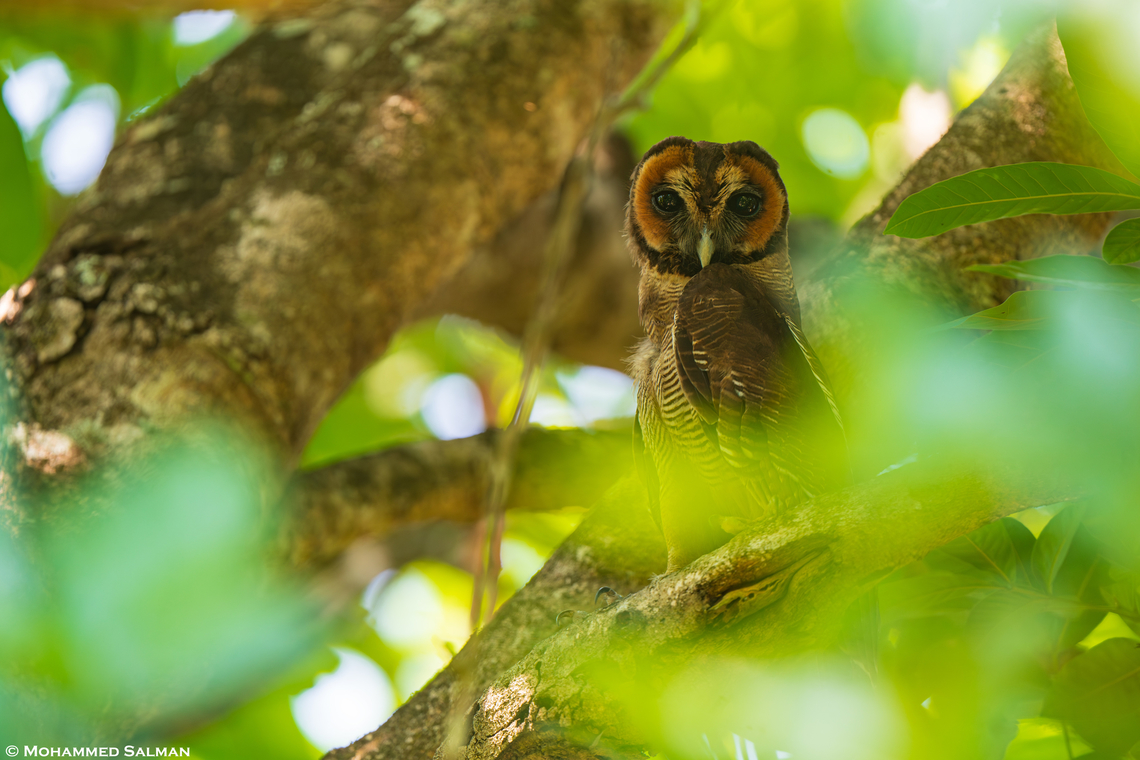 Brown wood owl || Nagarhole || April 2024<br />
 Brown Wood Owl,Strix leptogrammica