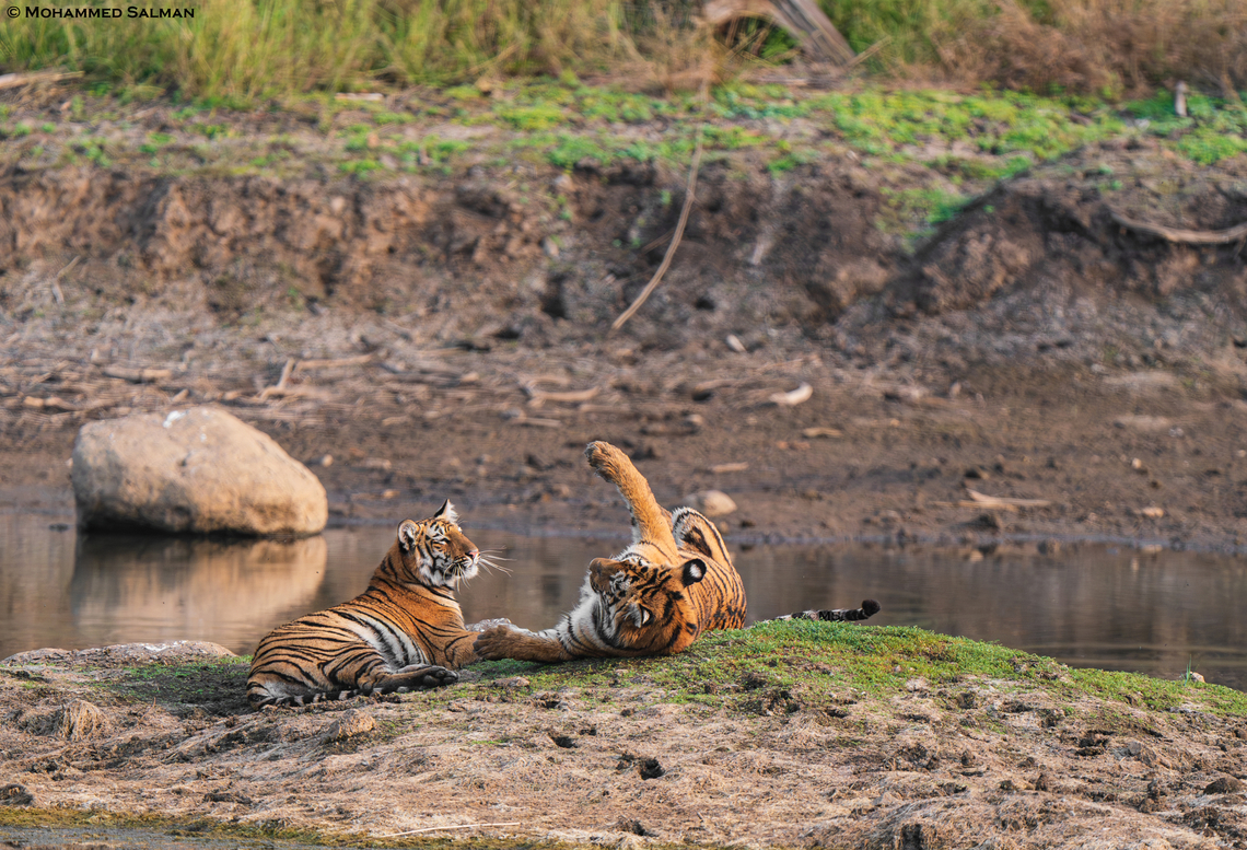 Playful tiger cubs || Tipeshwar || Feb 2024<br />
 Bengal tiger,Panthera tigris tigris