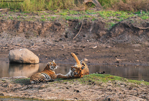 Playful tiger cubs || Tipeshwar || Feb 2024
 Bengal tiger,Panthera tigris tigris