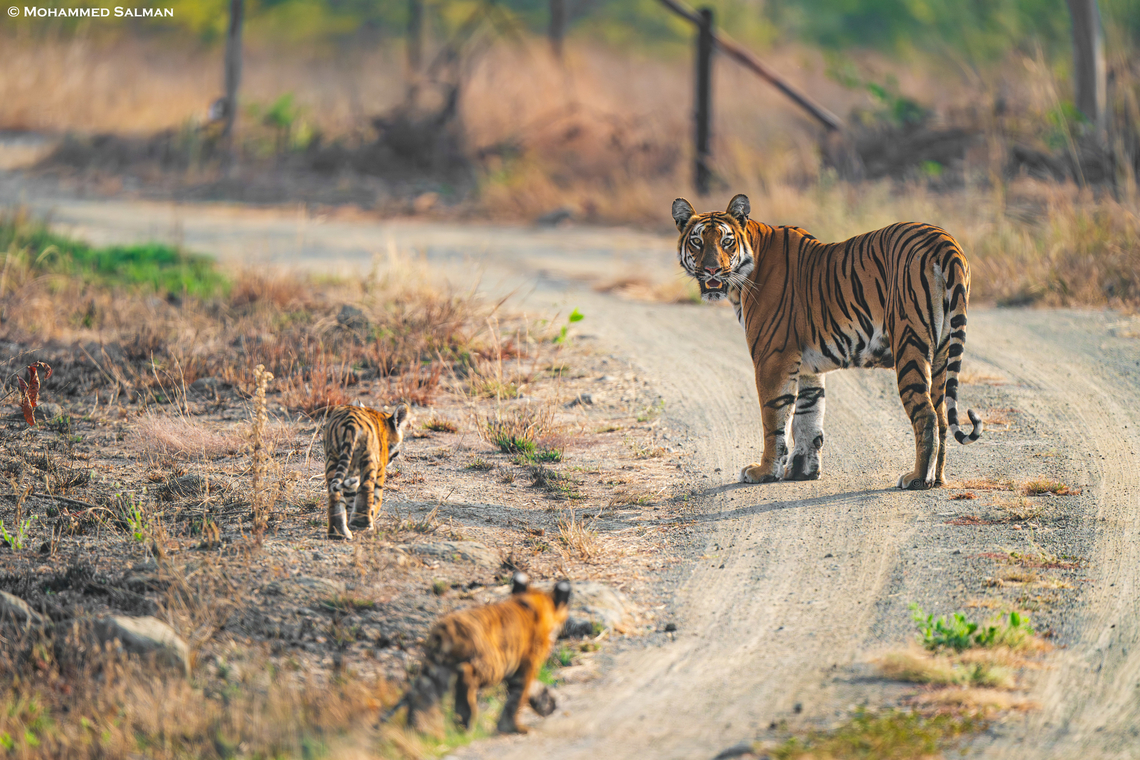 Archi call's her cubs || Tipeshwar || Feb 2024<br />
 Bengal tiger,Panthera tigris tigris