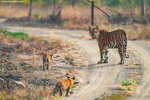 Archi call's her cubs || Tipeshwar || Feb 2024
 Bengal tiger,Panthera tigris tigris