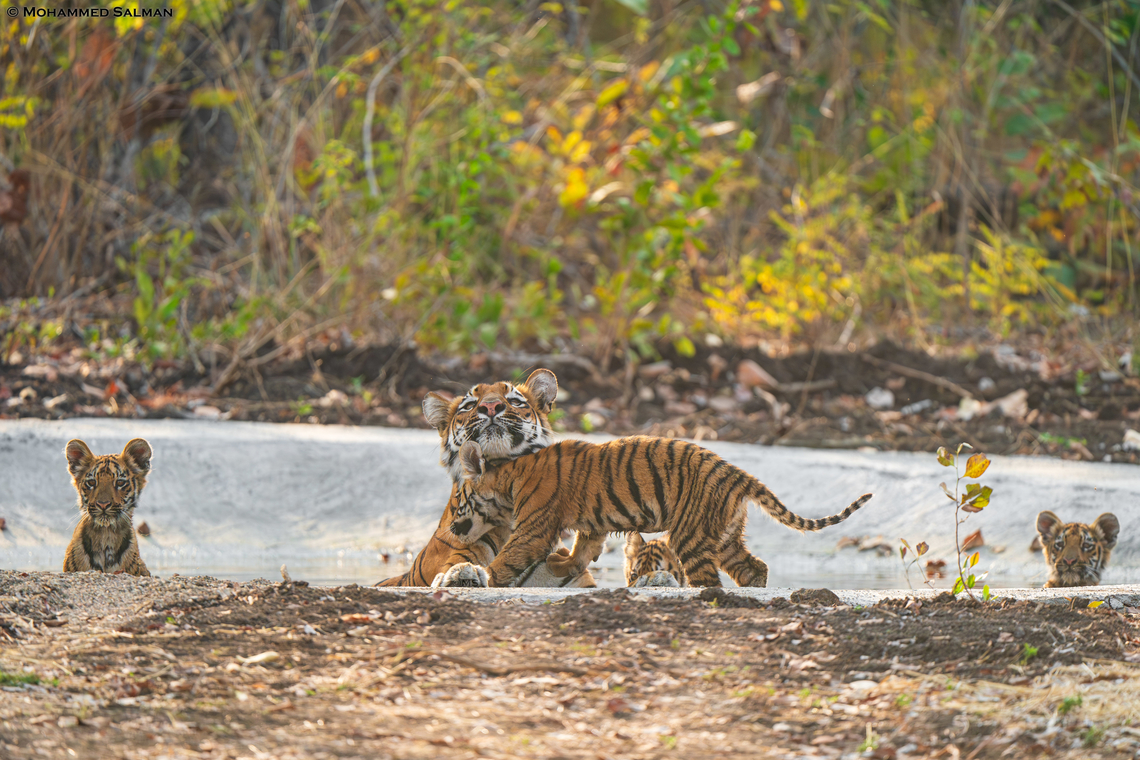 Archi & her 4 cubs || Tipeshwar || Feb 2024<br />
 Bengal tiger,Panthera tigris tigris
