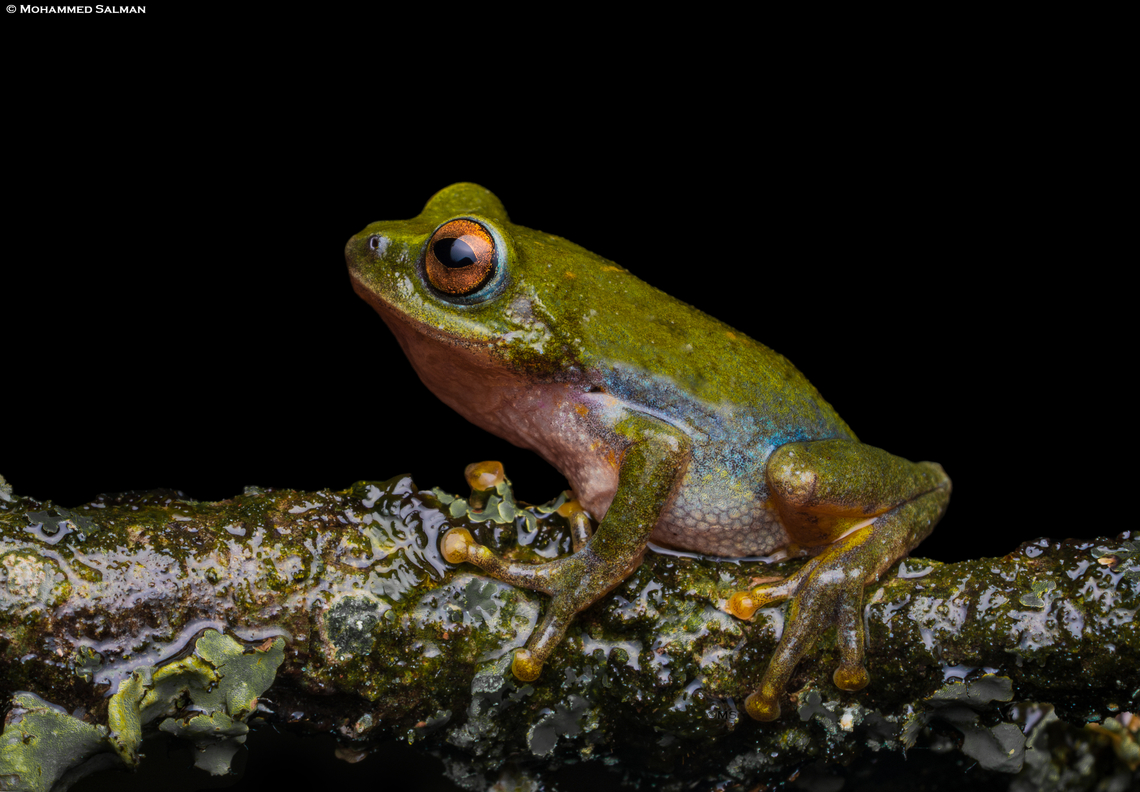 Beddome's Bush Frog || Munnar, Kerala || July 2024<br />
 Beddome's Bush Frog,Raorchestes beddomii