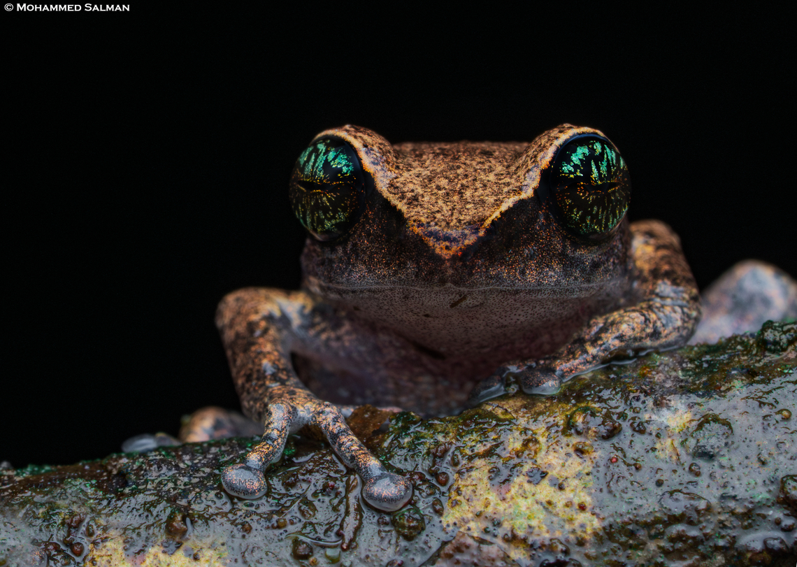 Green-eyed Bush Frog || Munnar, Kerala || July 2024<br />
 Green-eyed bushfrog,Raorchestes chlorosomma