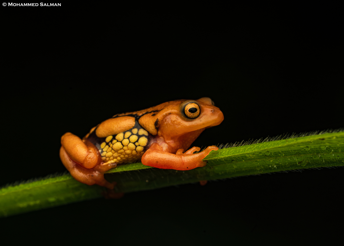 Resplendent Shrub Frog || Munnar, Kerala || July 2024 The elusive Resplendent Shrub Frog, found in the Western Ghats is a highly endemic species. This species is found only 2600 meters above sea level and adapted to very specific ecological conditions.<br />
Reaching about 2.5 cm in length, these frogs are noted for their striking reddish-orange coloration and the distinctive glandular swellings on their sides and backs.<br />
Nevertheless, with fewer than 300 mature individuals estimated to be left in the wild, conservation efforts are crucial for the survival of this critically endangered beauty. Raorchestes resplendens,Resplendent Shrubfrog