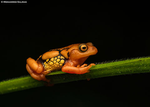 Resplendent Shrub Frog || Munnar, Kerala || July 2024 The elusive Resplendent Shrub Frog, found in the Western Ghats is a highly endemic species. This species is found only 2600 meters above sea level and adapted to very specific ecological conditions.
Reaching about 2.5 cm in length, these frogs are noted for their striking reddish-orange coloration and the distinctive glandular swellings on their sides and backs.
Nevertheless, with fewer than 300 mature individuals estimated to be left in the wild, conservation efforts are crucial for the survival of this critically endangered beauty. Raorchestes resplendens,Resplendent Shrubfrog