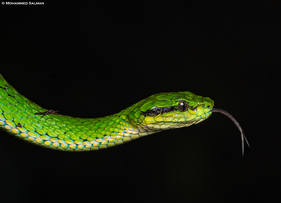 Large-scaled pit viper || Munnar, Kerala || July 2024<br />
This venomous pit viper is native to the hills of Munnar. Endemic to the Western Ghats, it is typically found at elevations above 1200 meters. An adult viper can grow up to 68 cm in length and is renowned as one of the most effective ambush predators.<br />
 Craspedocephalus macrolepis