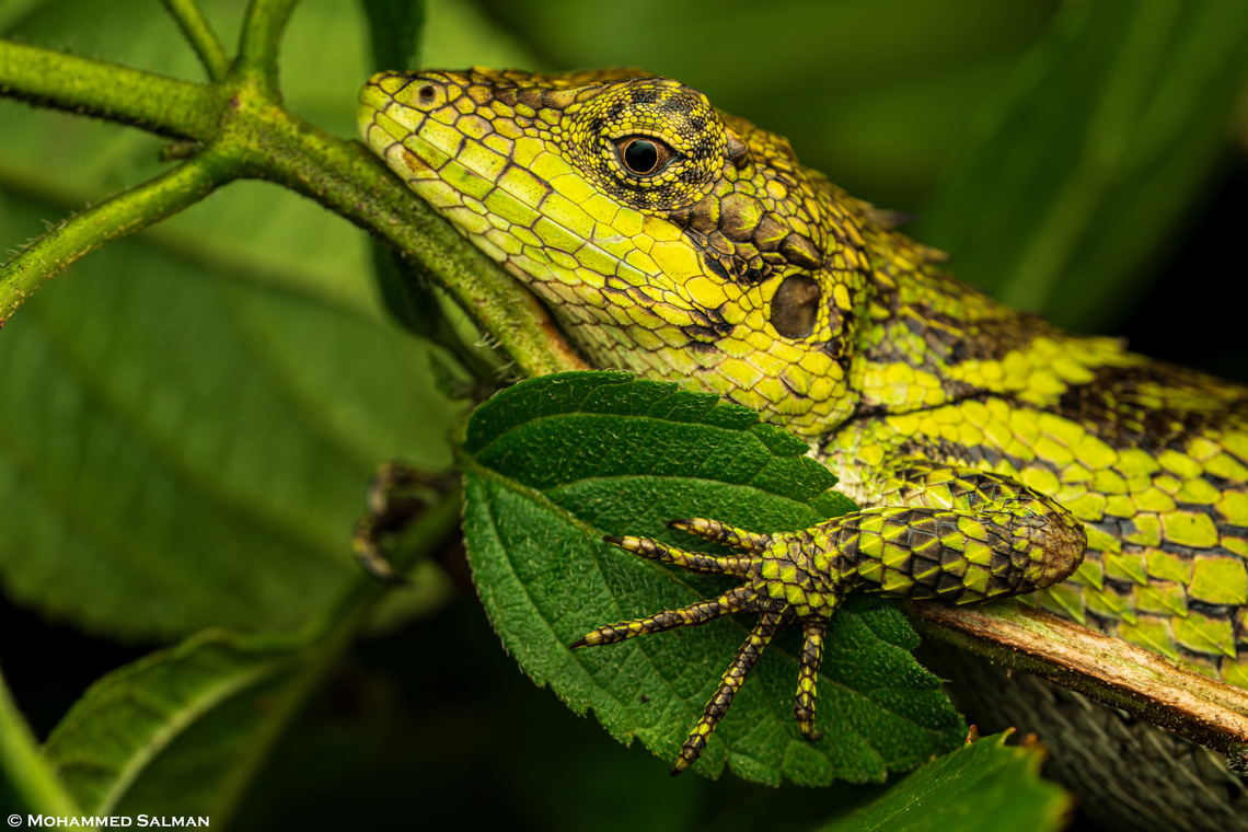 Closeup of an Anaimalai spiny lizard || Munnar, Kerala || July 2024<br />
The Anaimalai spiny lizard is an agamid species renowned for its vibrant colours and intricate patterns on its spiny body. It is endemic to the southern Western Ghats of India, specifically found on the Anaimalai Hills and surrounding forests in the states of Kerala and Tamil Nadu. Anaimalai spiny lizard,Salea anamallayana