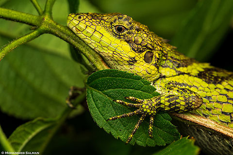 Closeup of an Anaimalai spiny lizard || Munnar, Kerala || July 2024
The Anaimalai spiny lizard is an agamid species renowned for its vibrant colours and intricate patterns on its spiny body. It is endemic to the southern Western Ghats of India, specifically found on the Anaimalai Hills and surrounding forests in the states of Kerala and Tamil Nadu. Anaimalai spiny lizard,Salea anamallayana