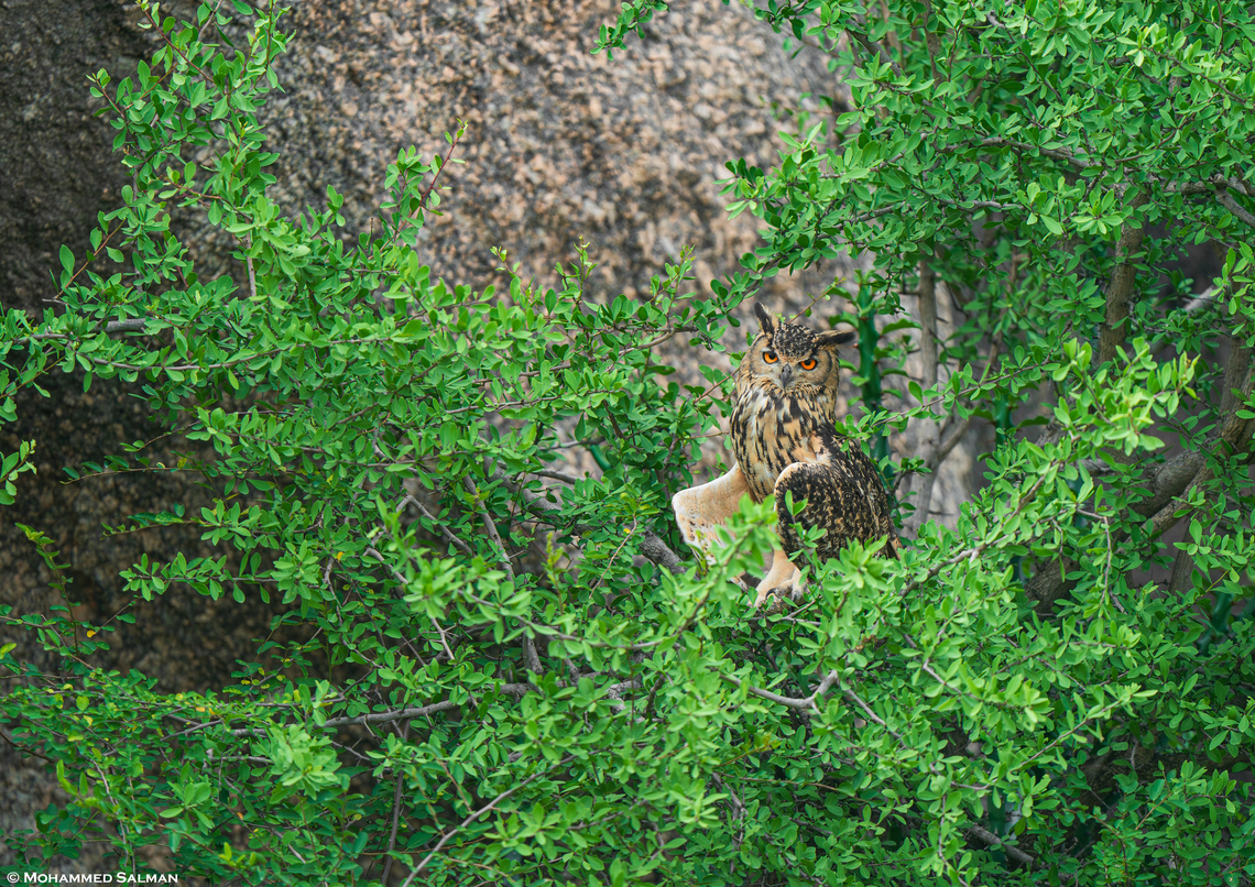 Indian eagle-owl || Sena,Jawai || Aug 2024<br />
 Bubo bengalensis,Indian eagle-owl