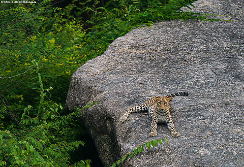 A sub adult leopard || Sena,Jawai || Aug 2024
 Leopard,Panthera pardus