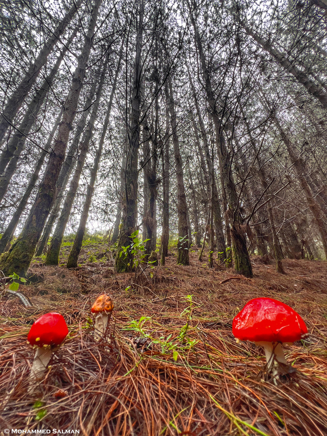 Amanita muscaria || Munnar, Kerala || July 2024<br />
Amanita muscaria, often referred to as the fly agaric, is a basidiomycete fungus. It is also known as a Magic mushroom. Indigenous to the temperate areas of the Northern Hemisphere, it has also been accidentally introduced to many Southern Hemisphere countries, typically alongside pine and birch plantations. Consuming it produces a distinct high, induces euphoria, and can also lead to hallucinations.<br />
<a href="https://www.facebook.com/TheWildlifeShutterbug" rel="nofollow">https://www.facebook.com/TheWildlifeShutterbug</a><br />
<a href="https://www.instagram.com/wildlifeshutterbug/" rel="nofollow">https://www.instagram.com/wildlifeshutterbug/</a> Amanita muscaria,Amanita muscaria subsp. flavivolva,Amanita muscaria subsp. flavivolvata,Fly agaric