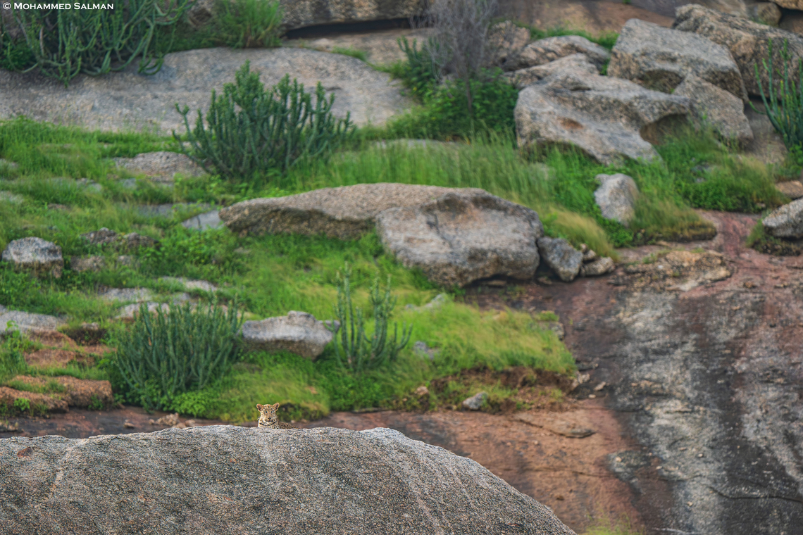 Leopard habitat || Sena,Jawai || Aug 2024<br />