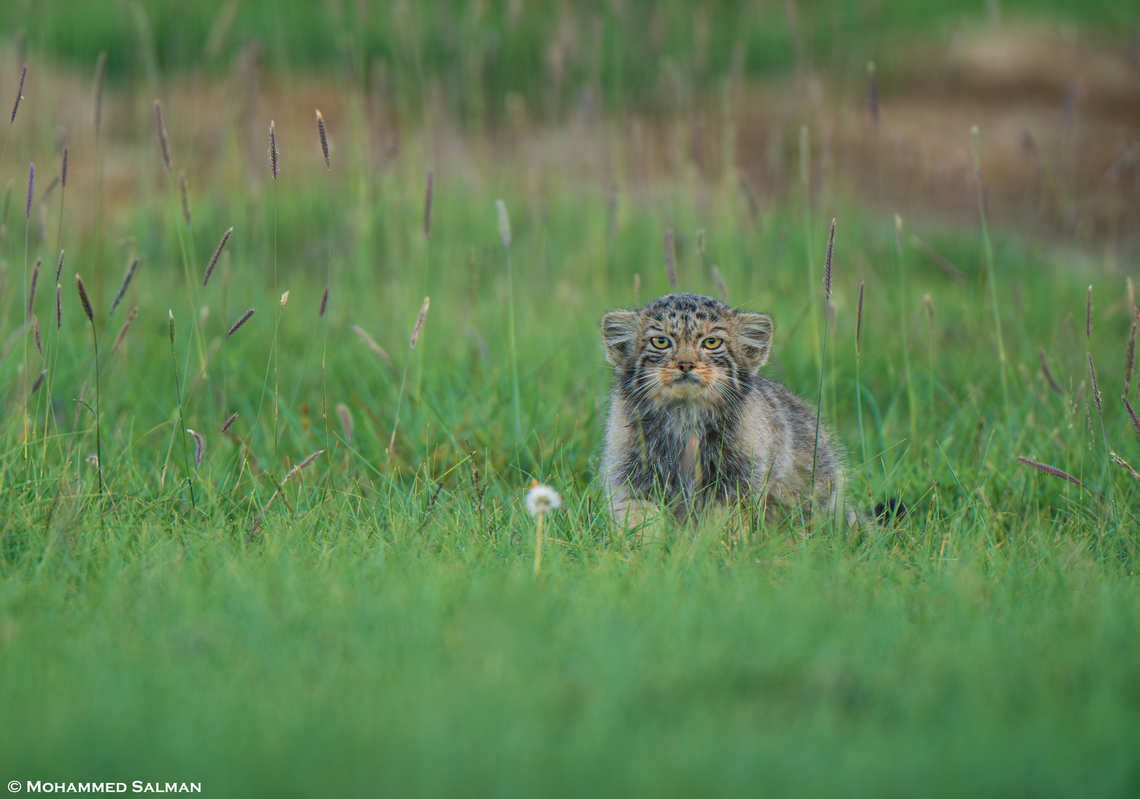 A Pallas cat || Hanle, Ladakh || Aug 2023<br />
 Otocolobus manul,Pallass cat