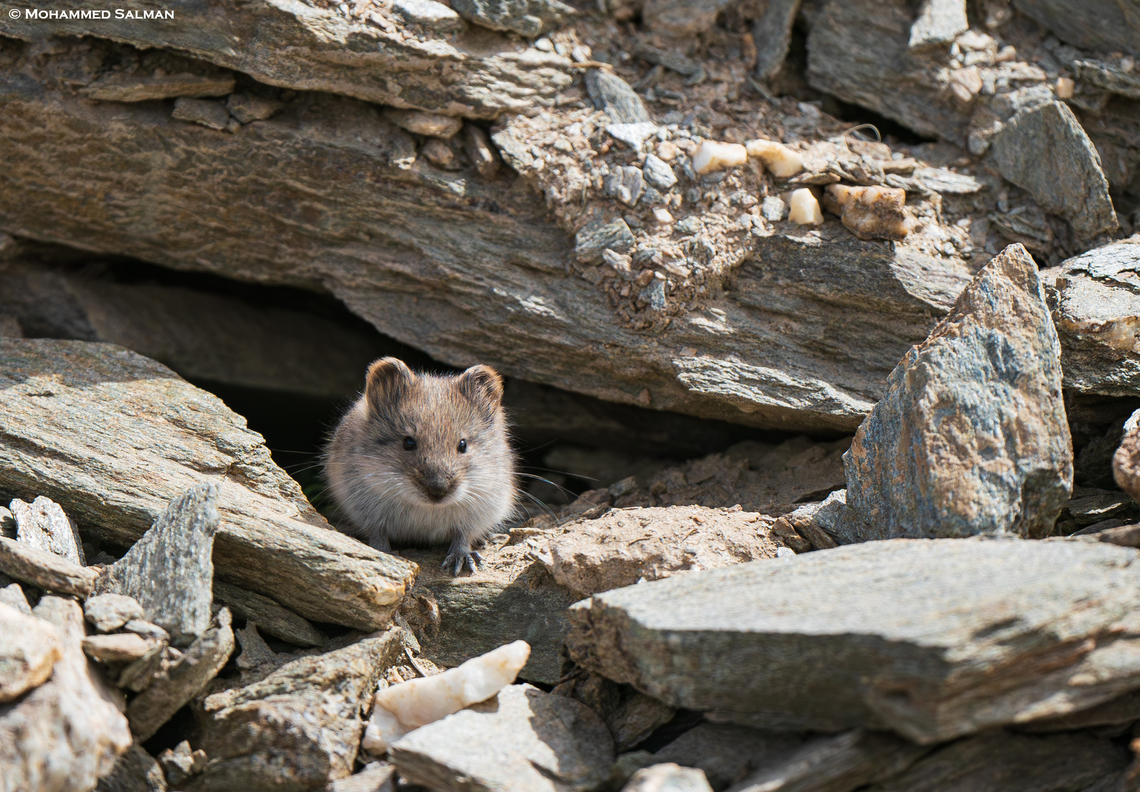 Silvery Mountain Vole || Hanle, Ladakh || Aug 2023<br />
 Alticola argentatus,Silver mountain vole