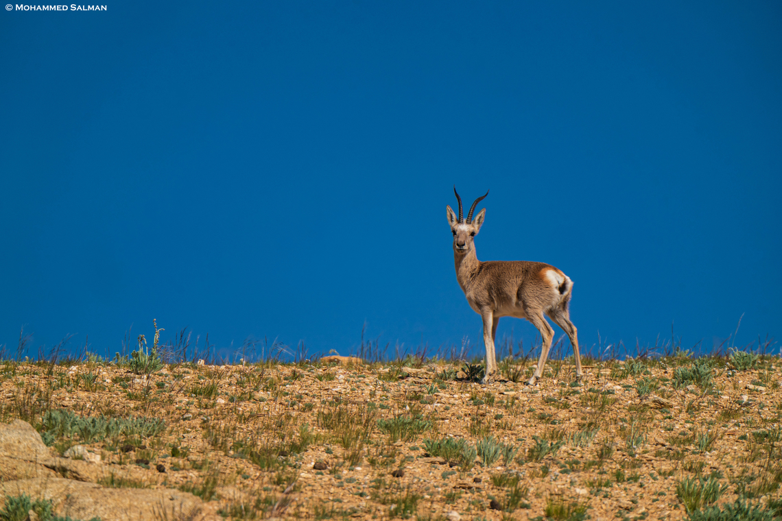 Tibetan gazelle || Changthang, Ladakh || Aug 2023 Goa,Procapra picticaudata