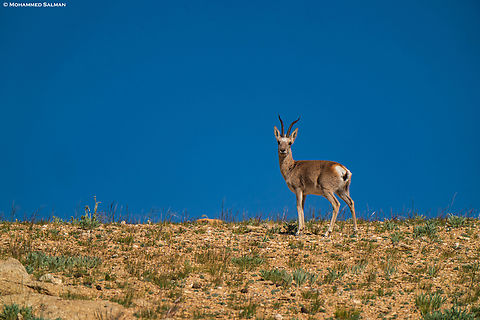 Tibetan Gazelle
