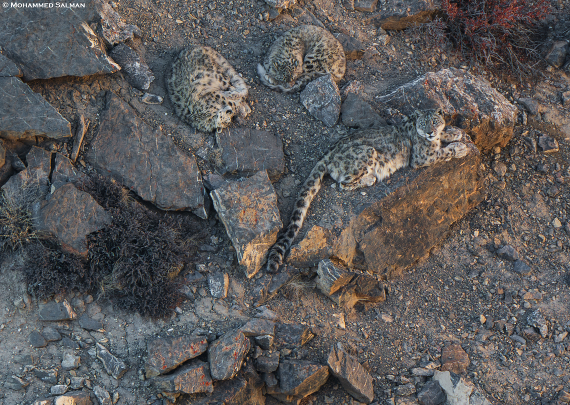 A mother snow leopard keeps a watch as her cubs sleep || Kibber || March 2023<br />
 Panthera uncia,Snow leopard
