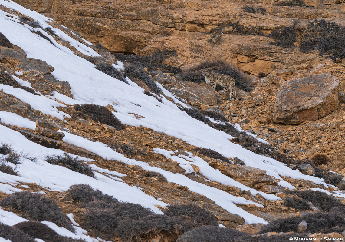 Habitat of the snow leopard || Kibber || March 2023<br />
 Panthera uncia,Snow leopard