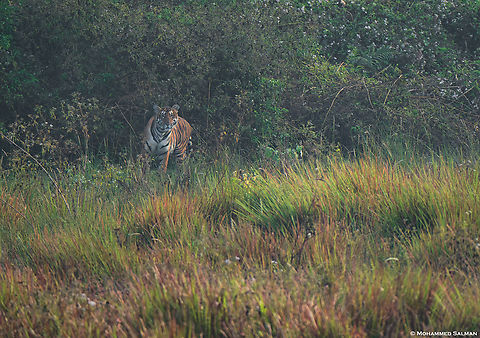 A curious tiger from Nagarhole || Jan 2025
 Bengal tiger,Panthera tigris tigris