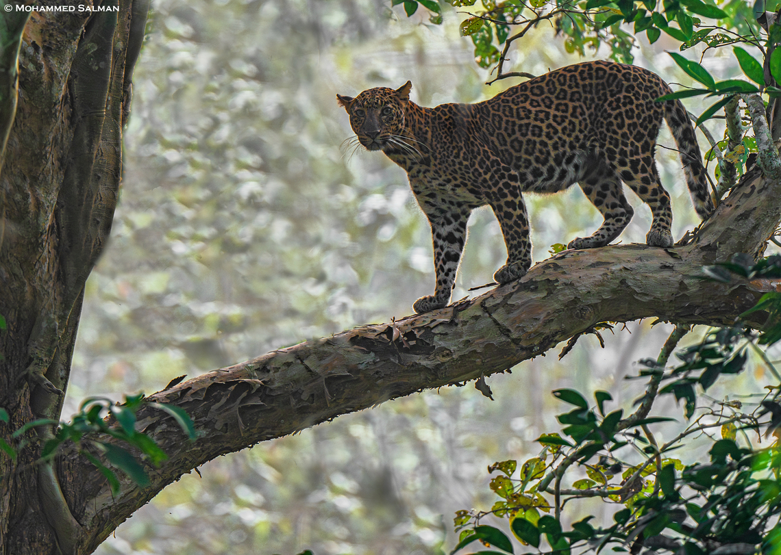 A beautiful leopard from Nagarhole || Jan 2025<br />
 Leopard,Panthera pardus