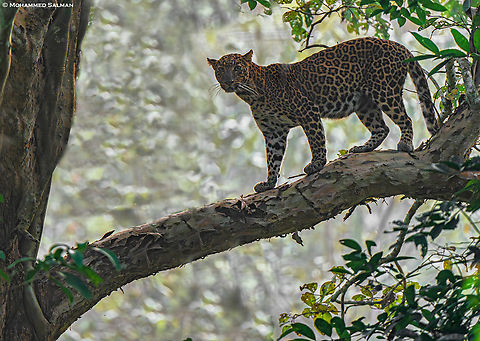 A beautiful leopard from Nagarhole || Jan 2025
 Leopard,Panthera pardus