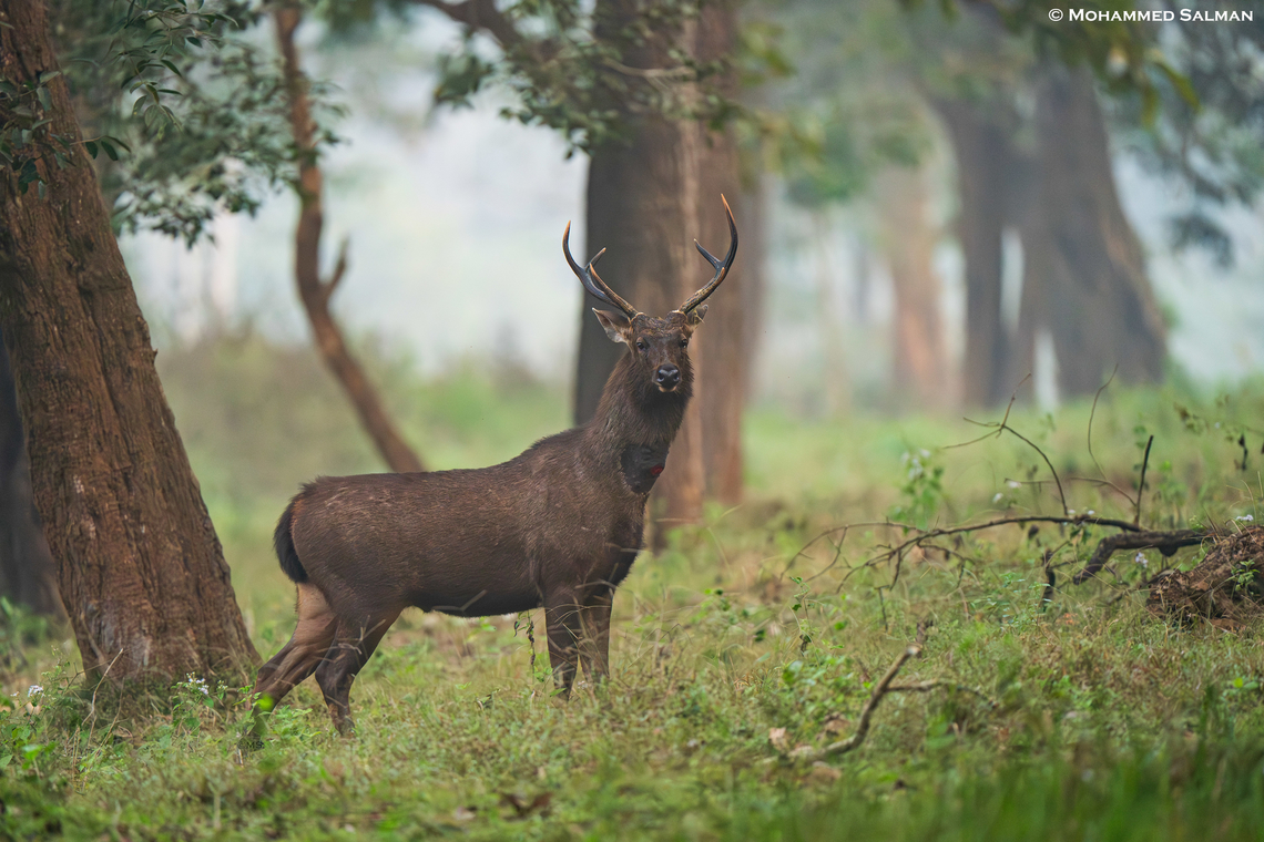 A sambar stag || Nagarhole || Jan 2025<br />
 Rusa unicolor,Sambar
