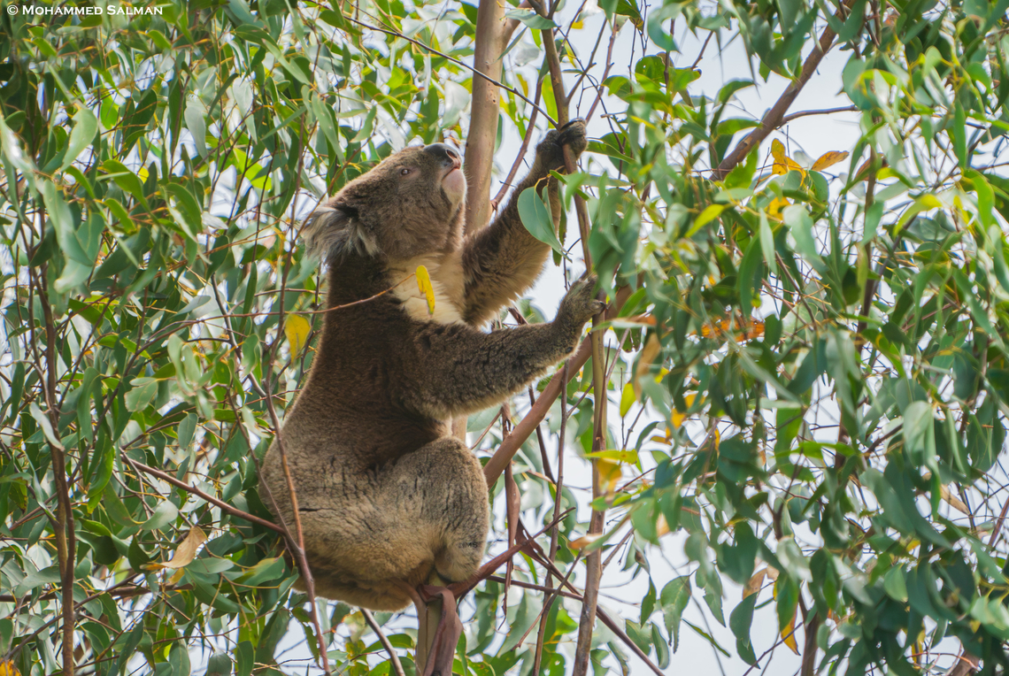 Koala || Great Otway National Park || Feb 2025<br />
 Koala,Phascolarctos cinereus